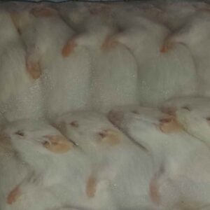 Mysz 25-30g