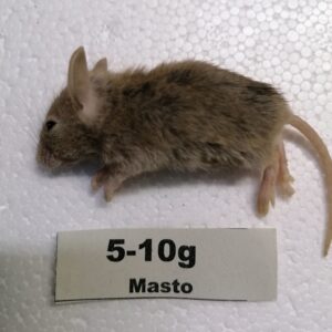 Mastomysz mrożony 5-10g