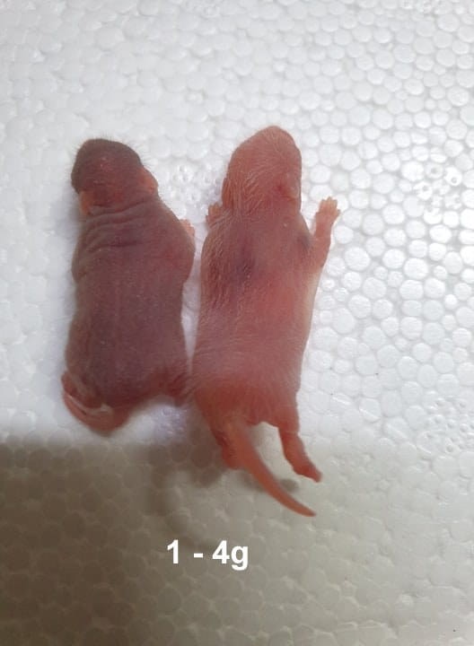 Mastomysz osesek mrożony 1-4g