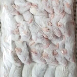Mysz mrożona oseski 3-6g