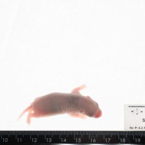 Szczur mrożony osesek 5-9 g.