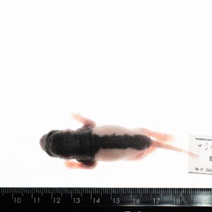 Szczur mrożony osesek 10-15g.