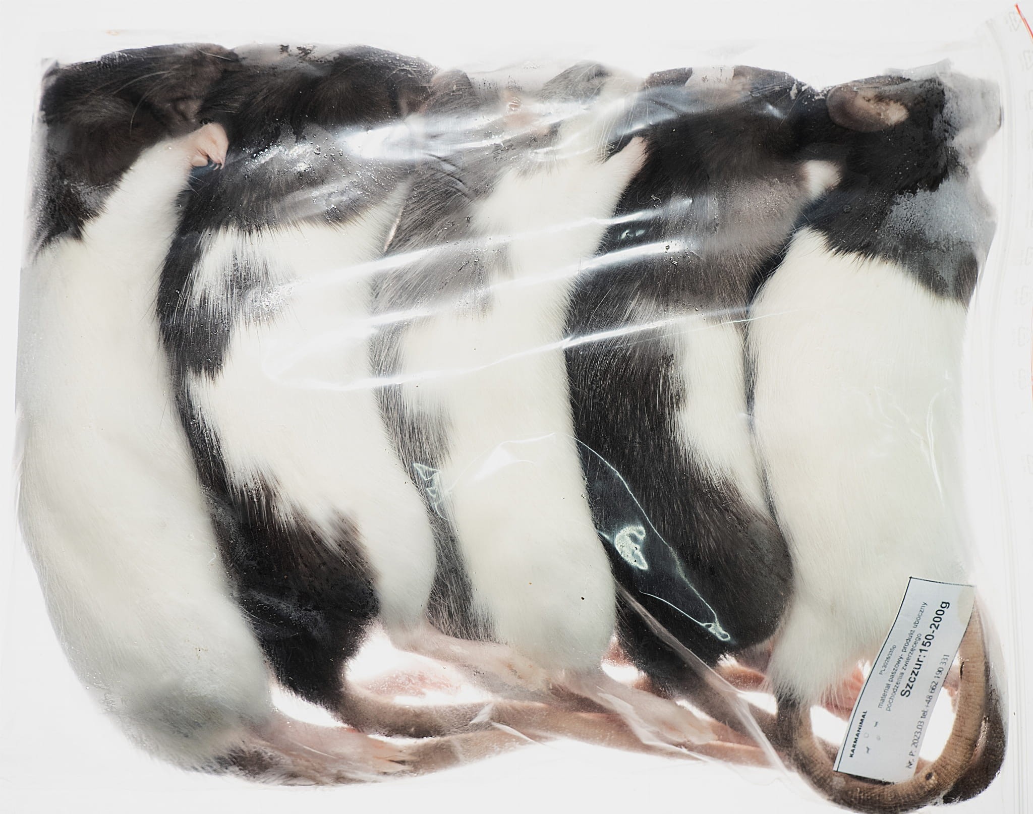 Szczur mrożony 150-200g - obrazek 2