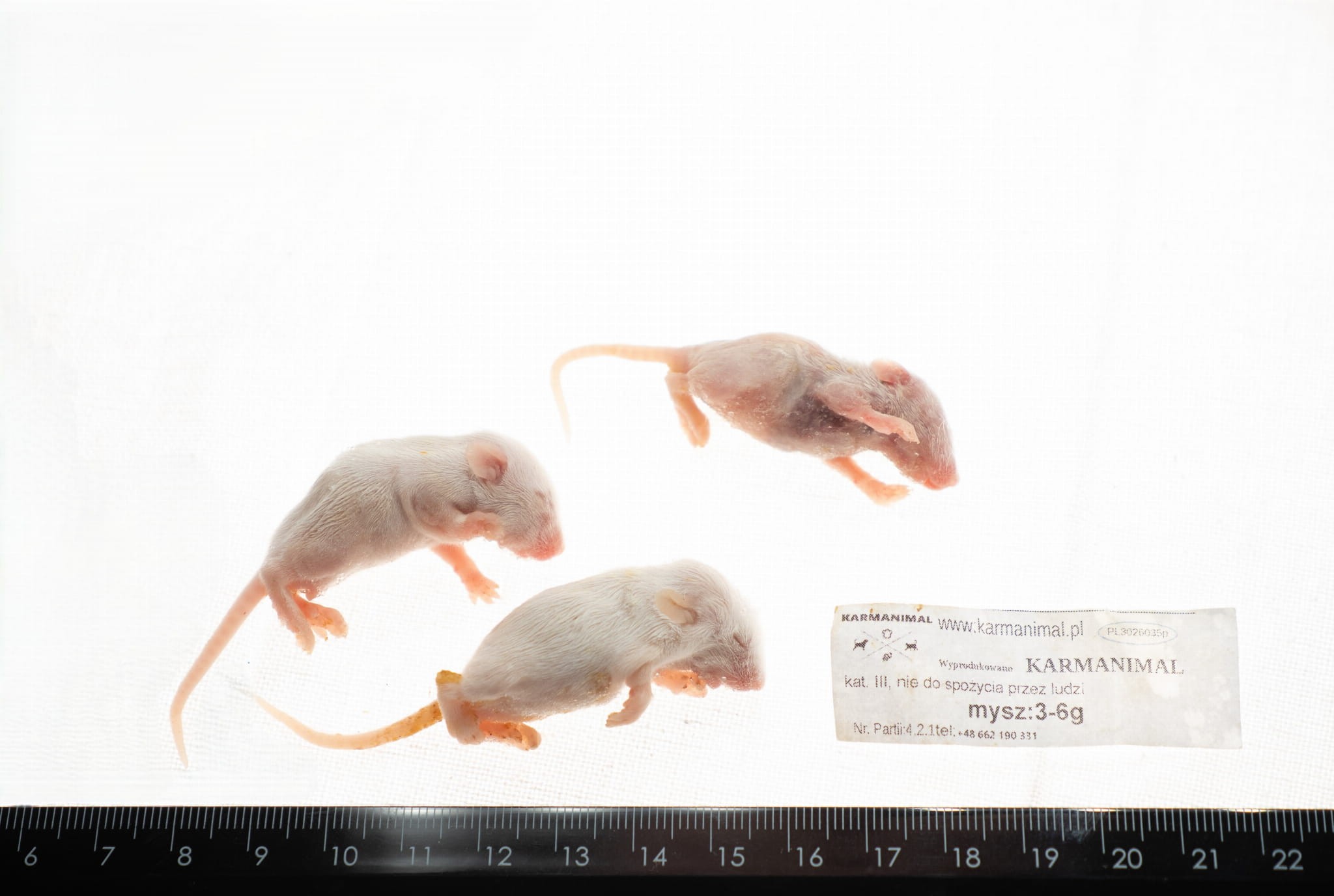 Mysz mrożona oseski 3-6g - obrazek 3