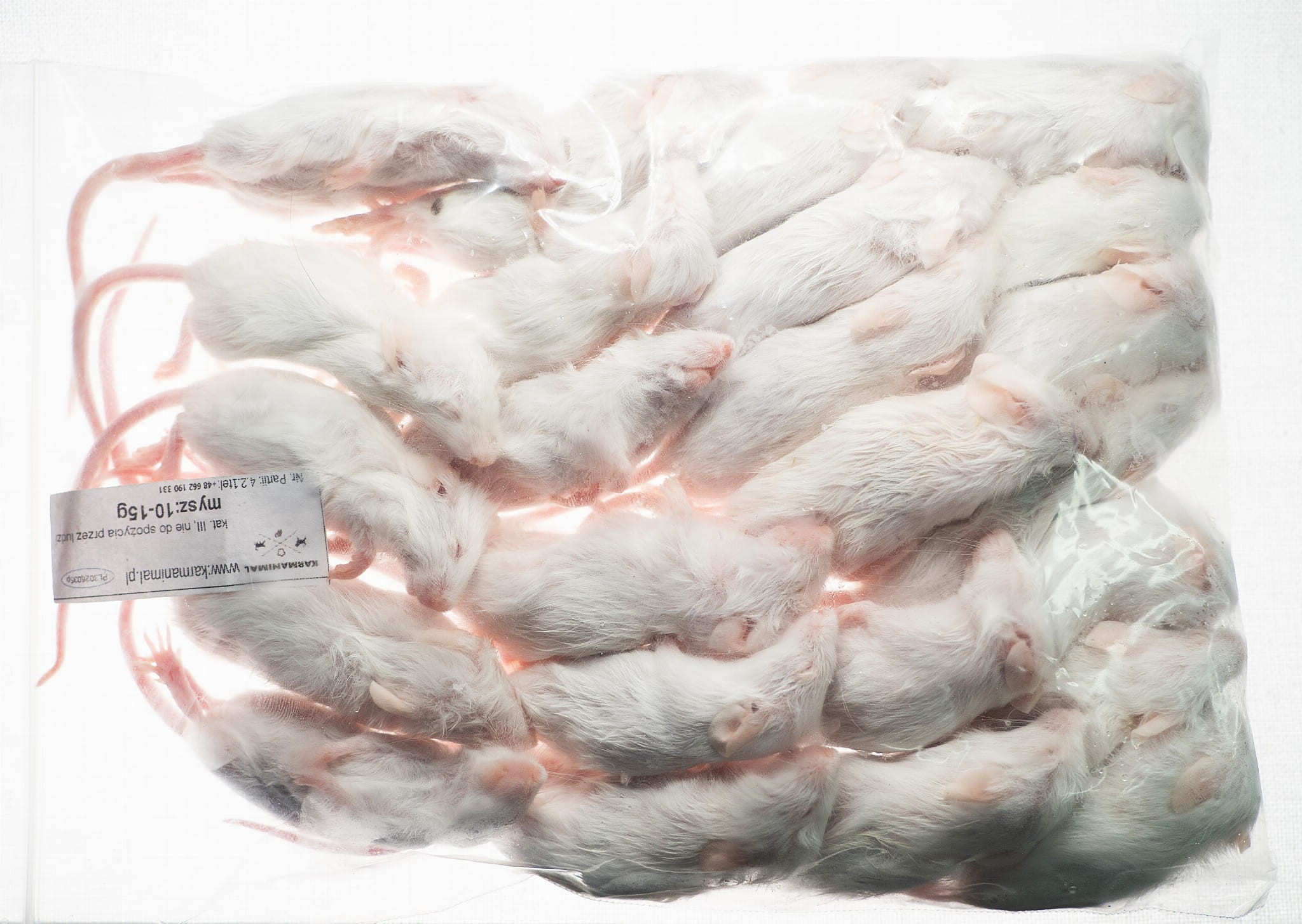 Mysz mrożona 10-15g - obrazek 2