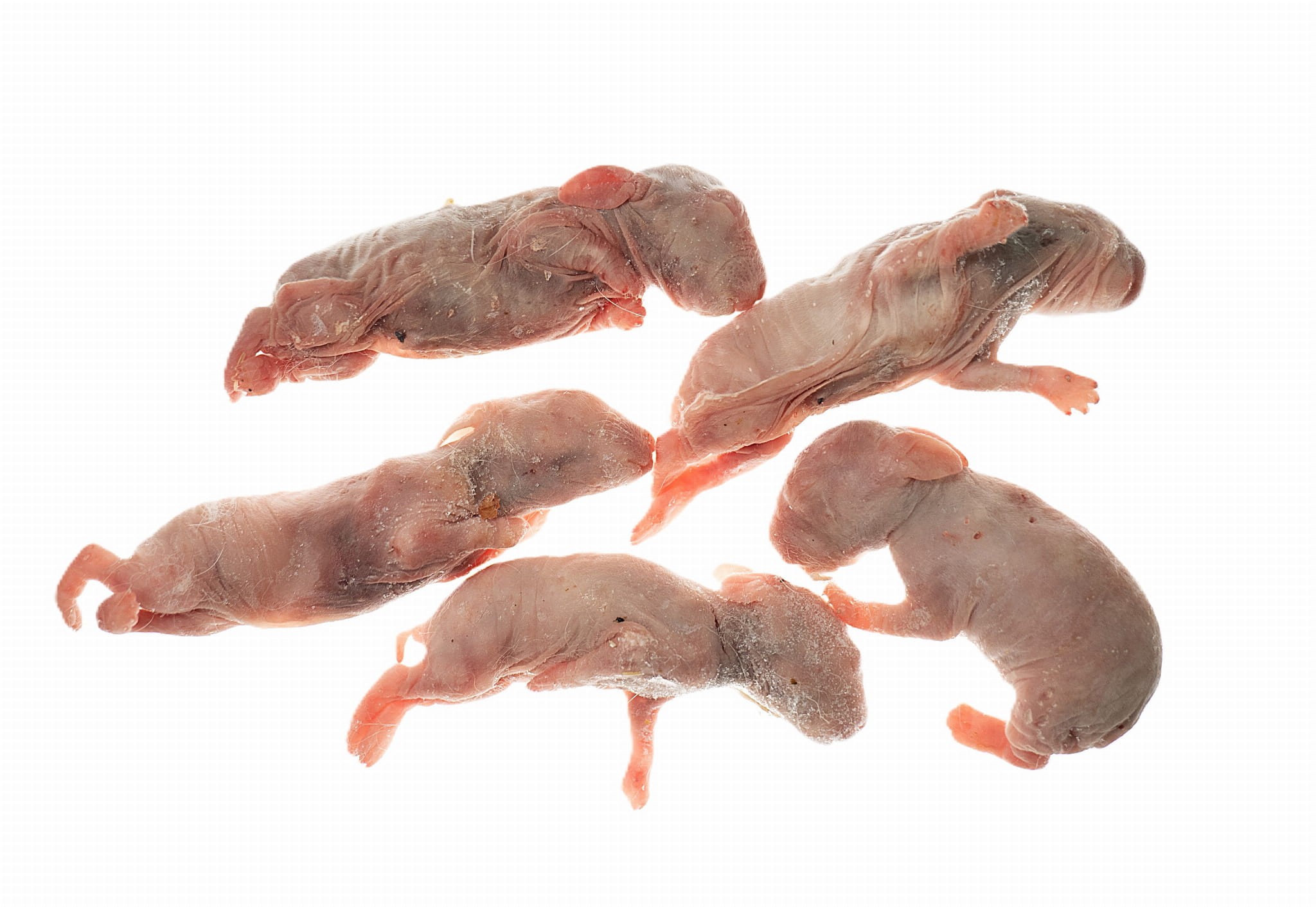 Króliki mrożone oseski - 1 kg - obrazek 3