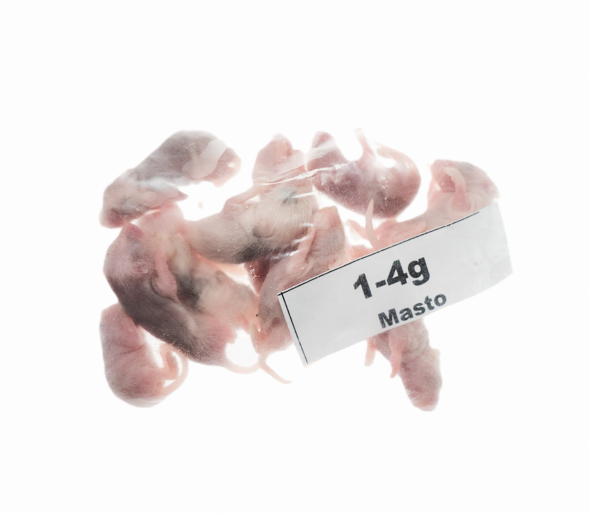 Mastomysz osesek mrożony 1-4g - obrazek 2