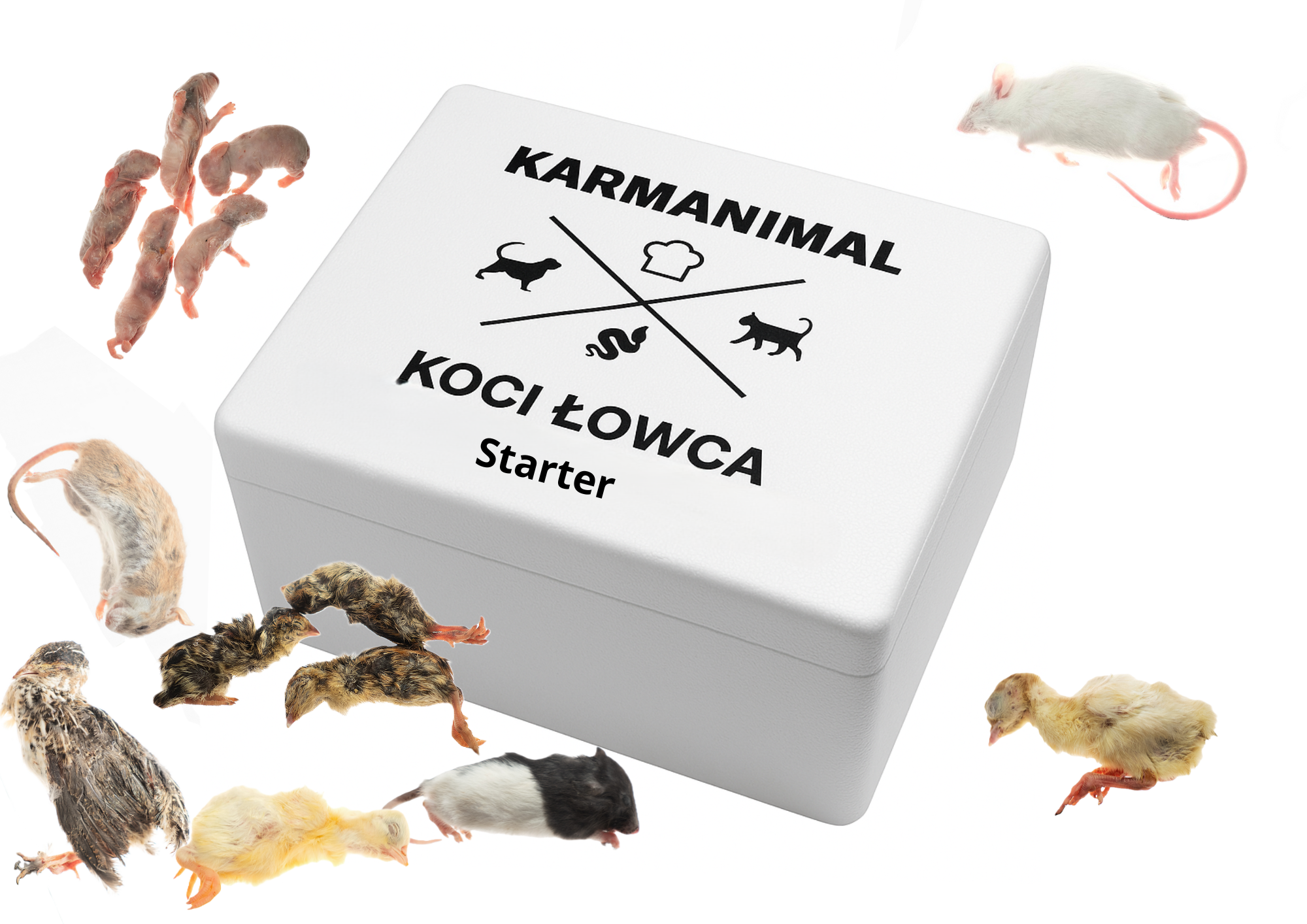 Koci łowca- Starter (ok. 600g) - obrazek 2