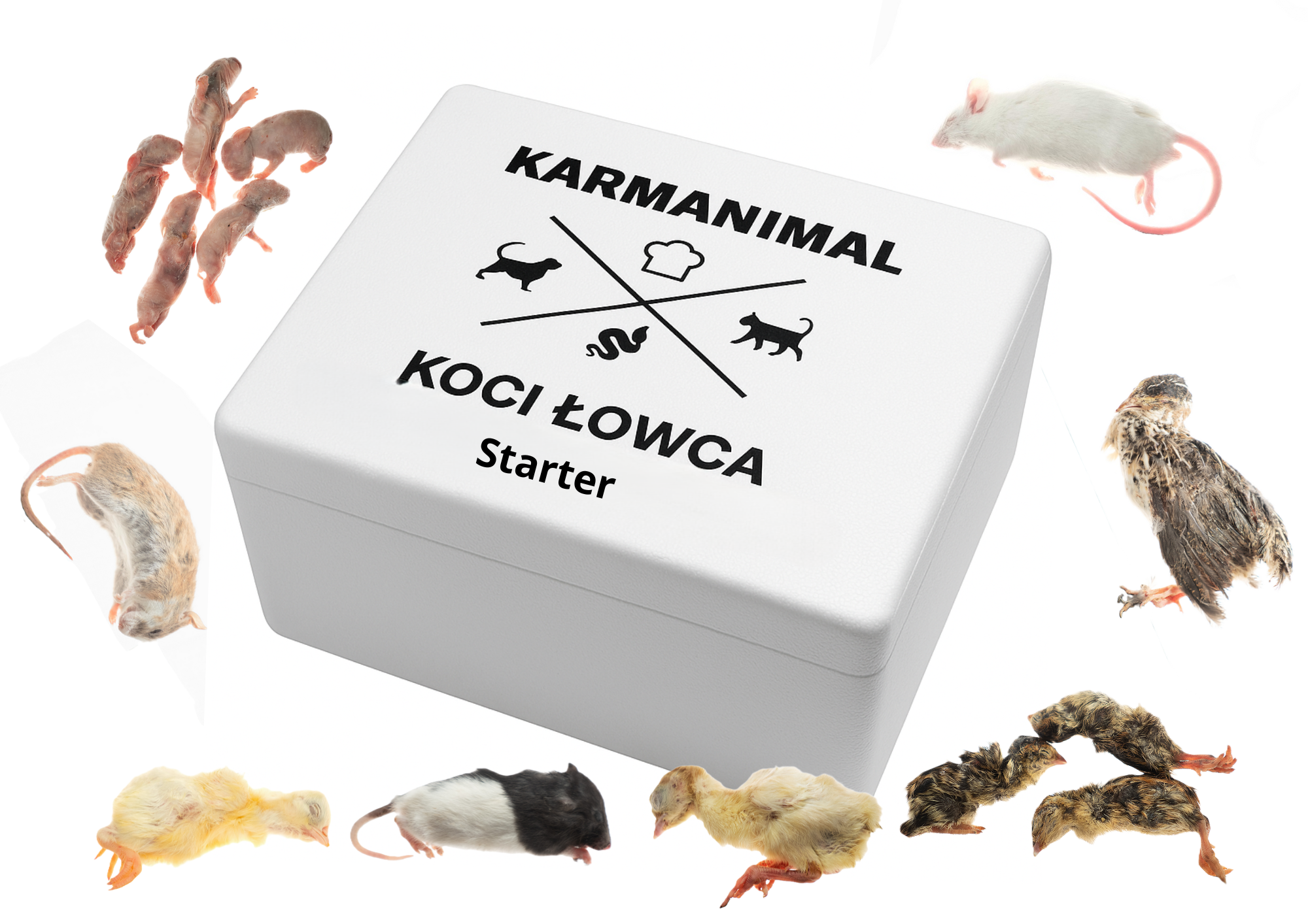 Koci łowca- 30 dni ( ok. 5,5kg)