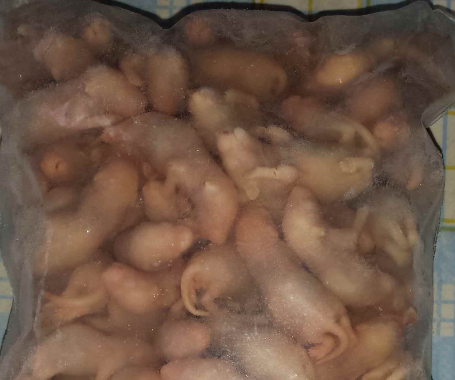 Mysz mrożona oseski 1-2,9g