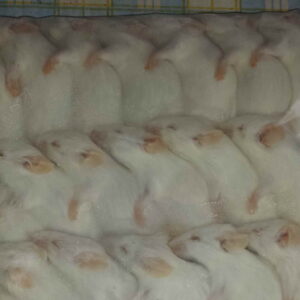 Mysz mrożona 10-15g