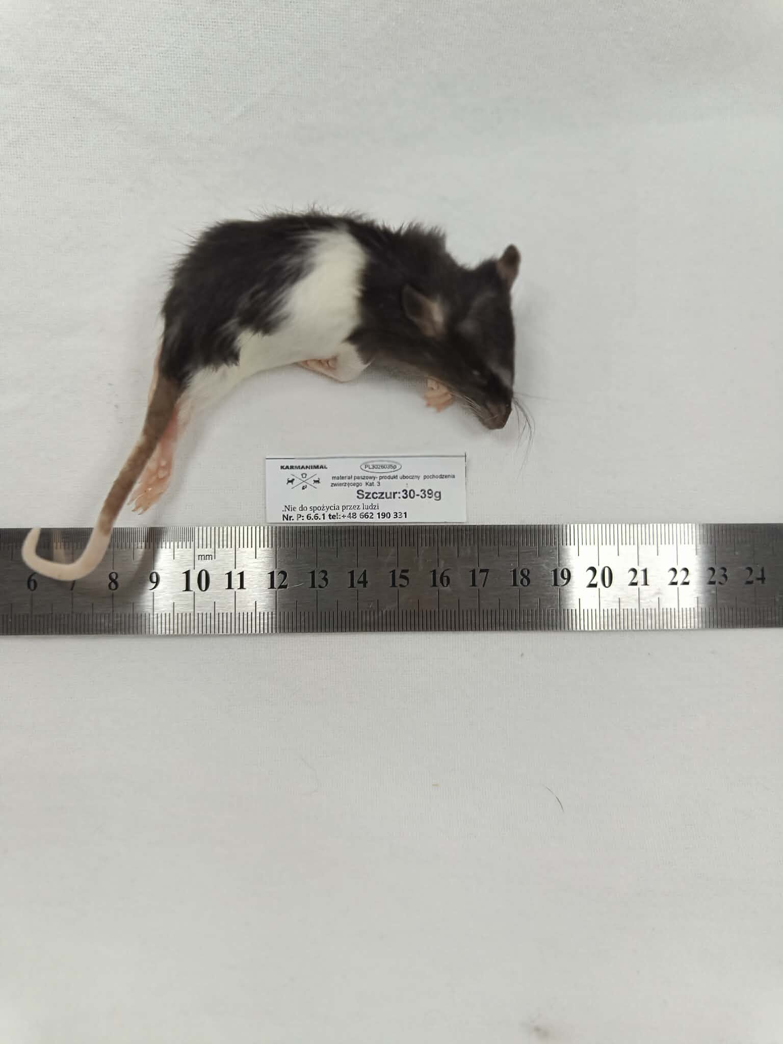 Szczur mrożony 30-39g - obrazek 2