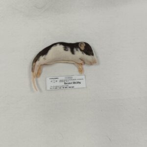 Szczur mrożony 20-29g